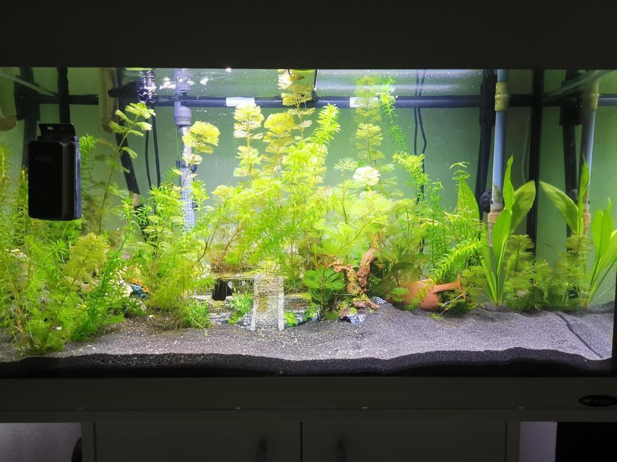 Affittacamere Aquarium Fish And Gastropods Torino