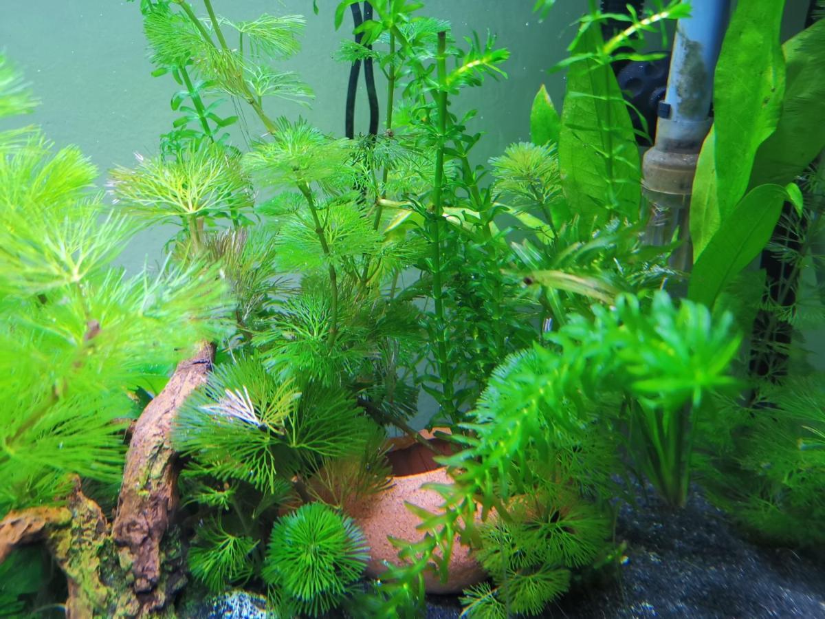 Aquarium Fish And Gastropods Affittacamere