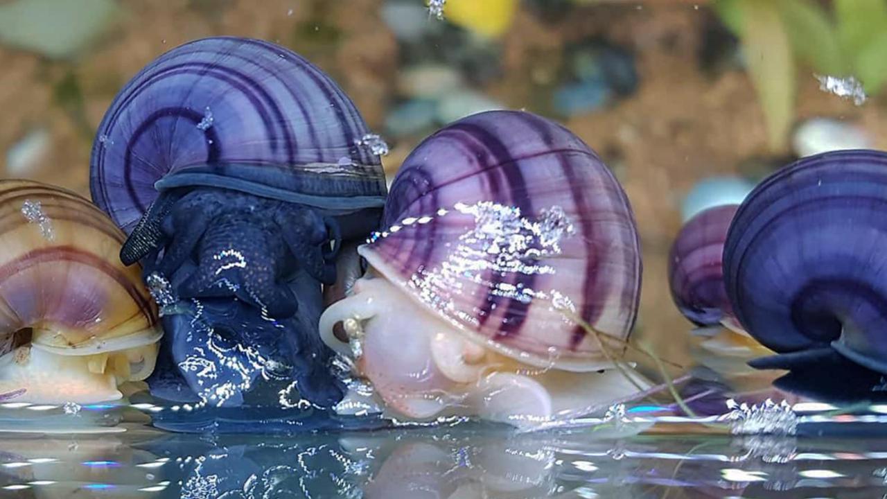 Aquarium Fish And Gastropods Affittacamere *