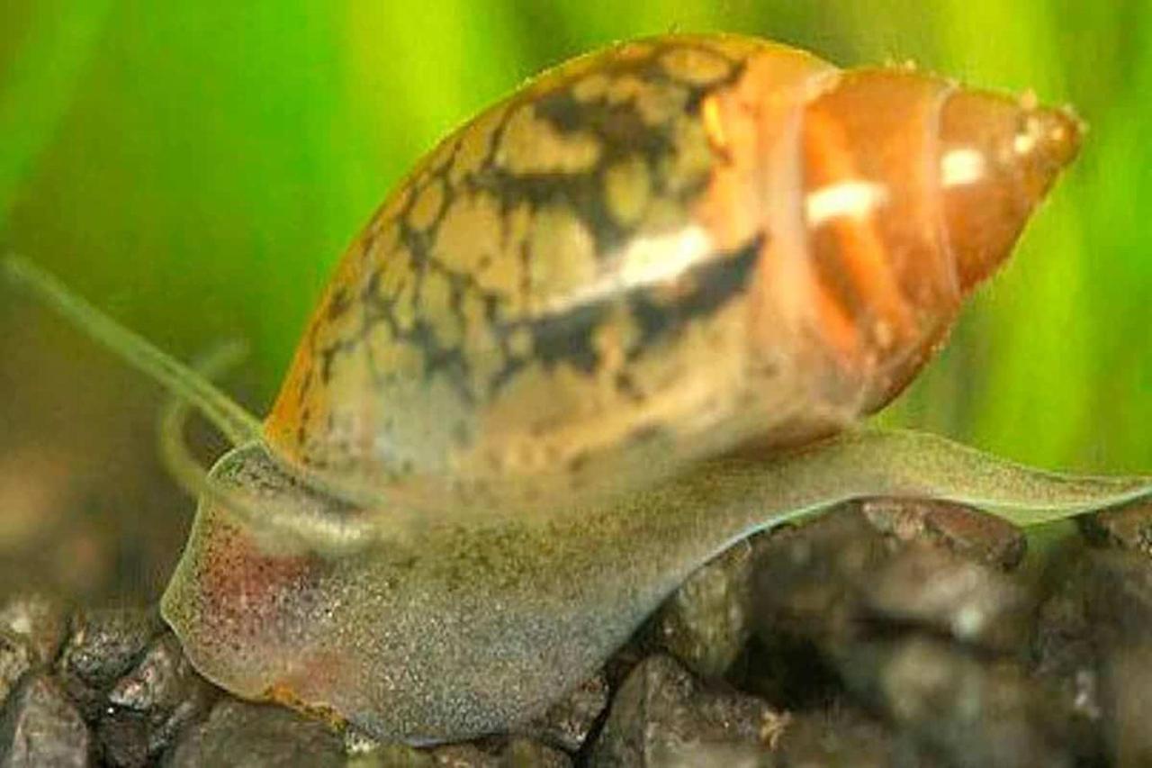 Aquarium Fish And Gastropods Affittacamere *