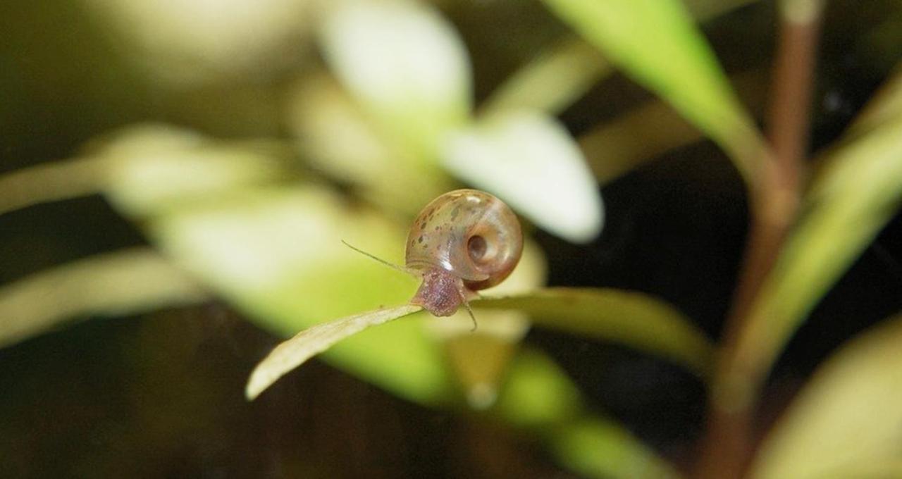 Aquarium Fish And Gastropods * Torino