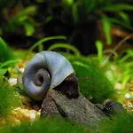 Aquarium Room Fish And Gastropods
