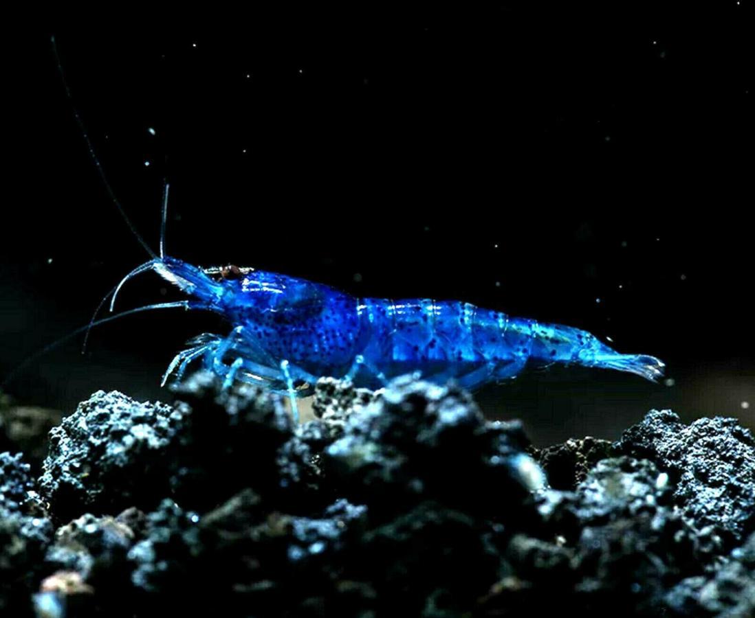 Aquarium Fish And Gastropods Guest house *